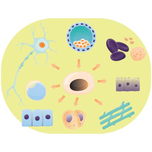 Cellular Biology